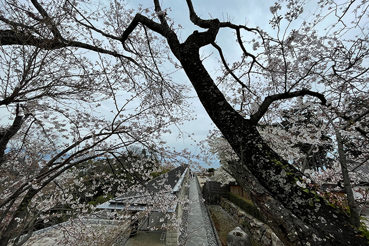 桜の季節