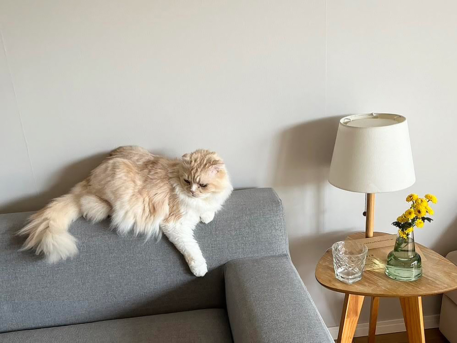 PARASSO(パラッソ）猫と暮らす、グレーのソファ