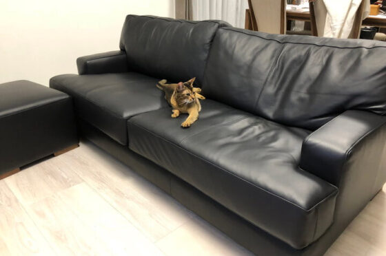 愛猫と一緒にほっこりしたい